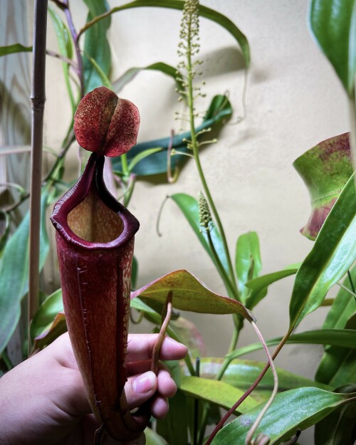 Nepenthes “Splendiana” x (eymae x ephippiata) clone “B”