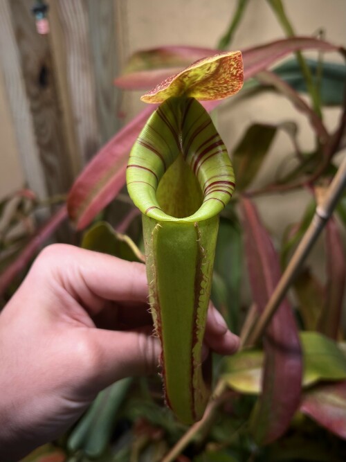 Nepenthes “Splendiana” x (eymae x ephippiata) clone “A”